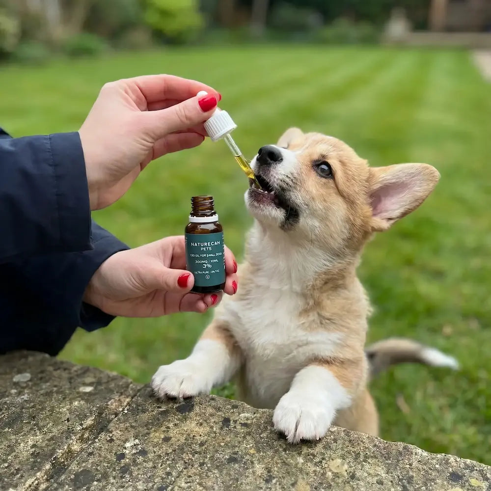 Is CBD Safe for Pets