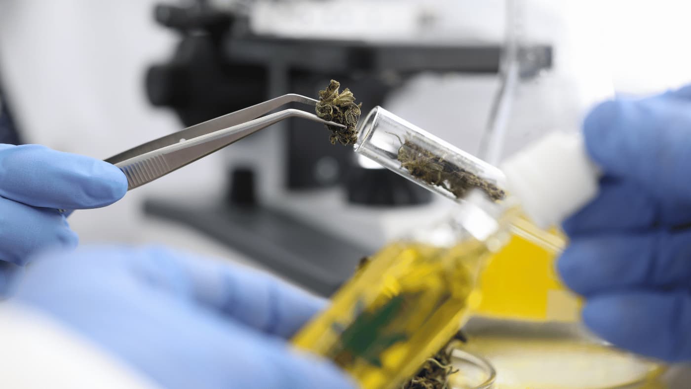 Does CBD show up on a drug test? | Naturecan AU