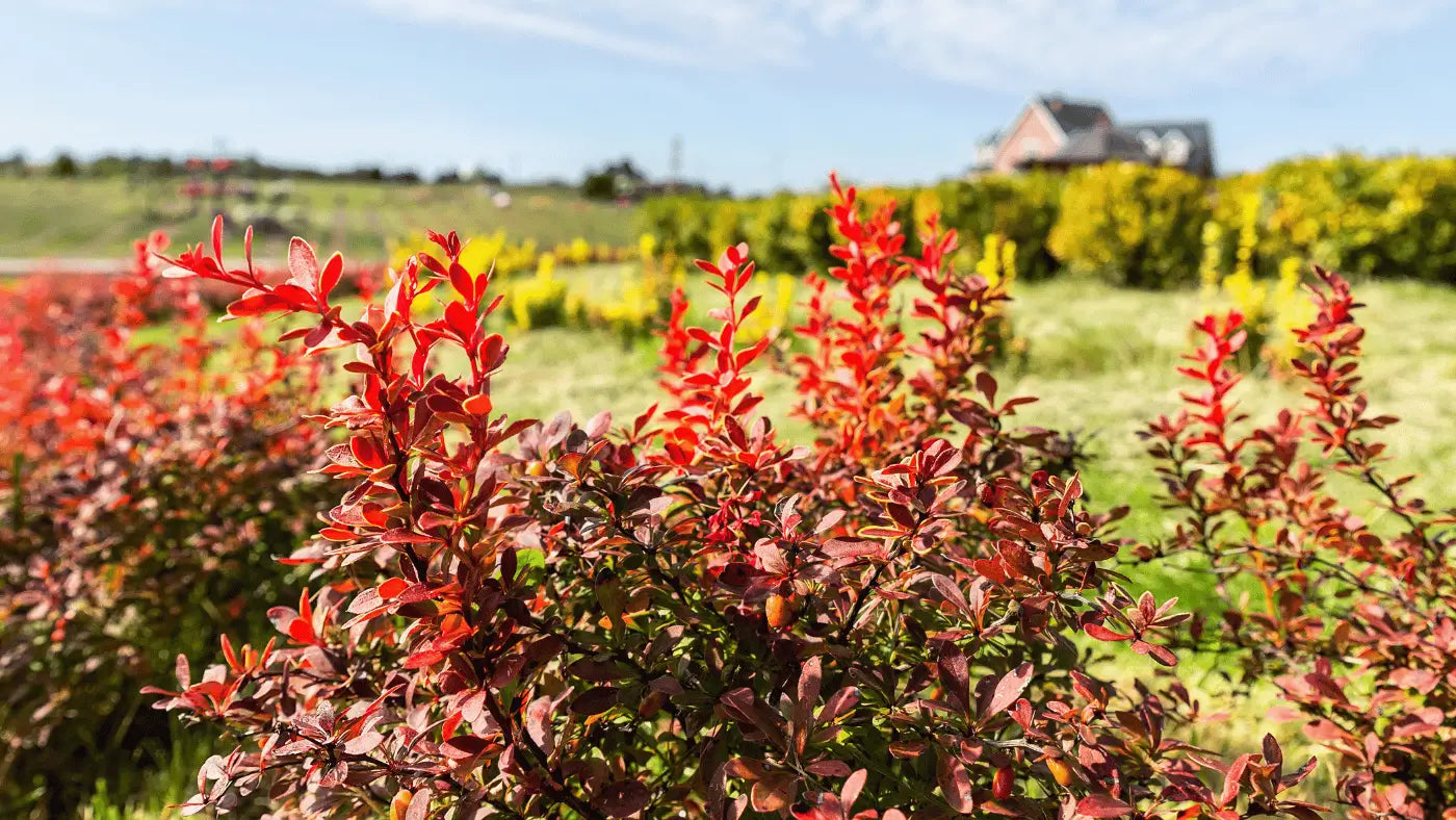 What Is Berberine? Naturecan AU