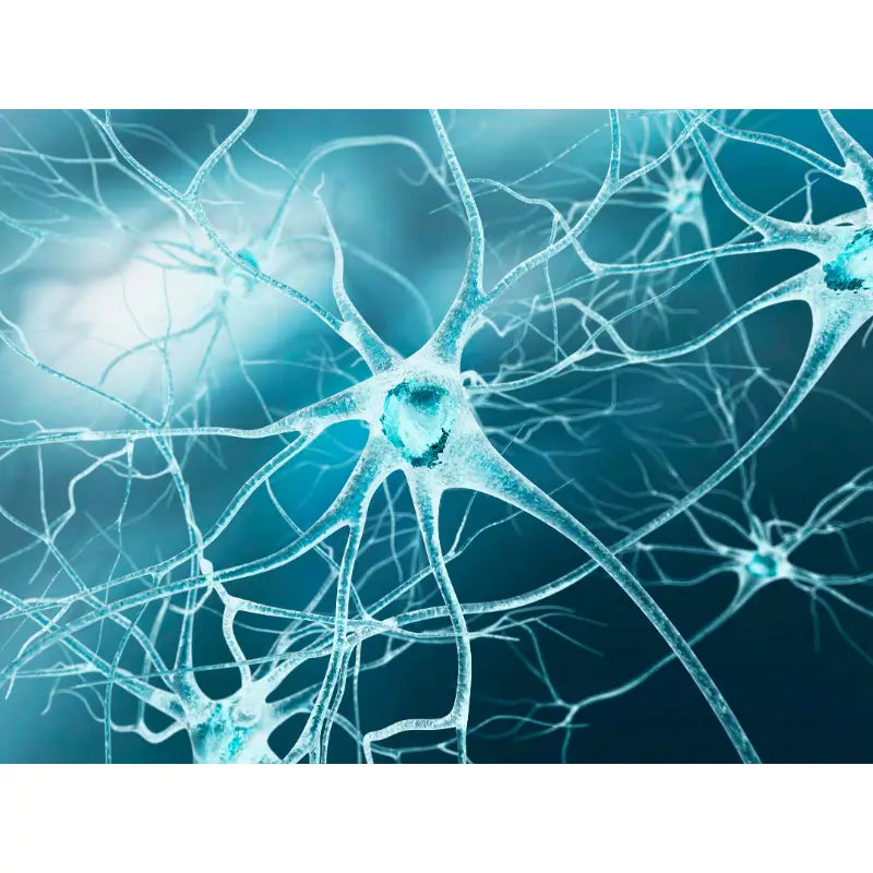 What is Oxidative Stress?