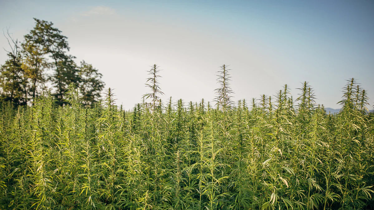 What are the benefits of sourcing CBD oil from organic hemp?