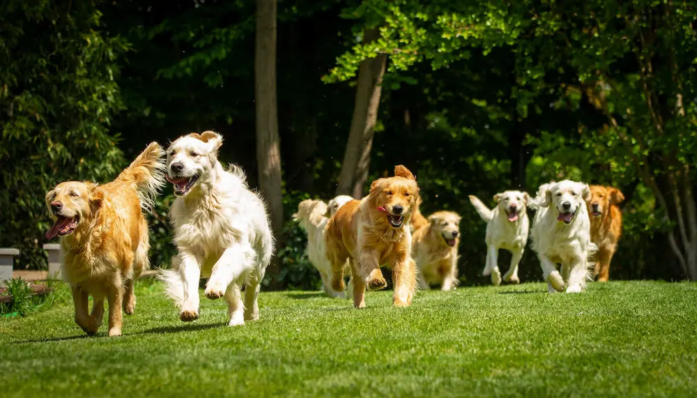 What is UC-II? Explore our Dog Joint Supplements