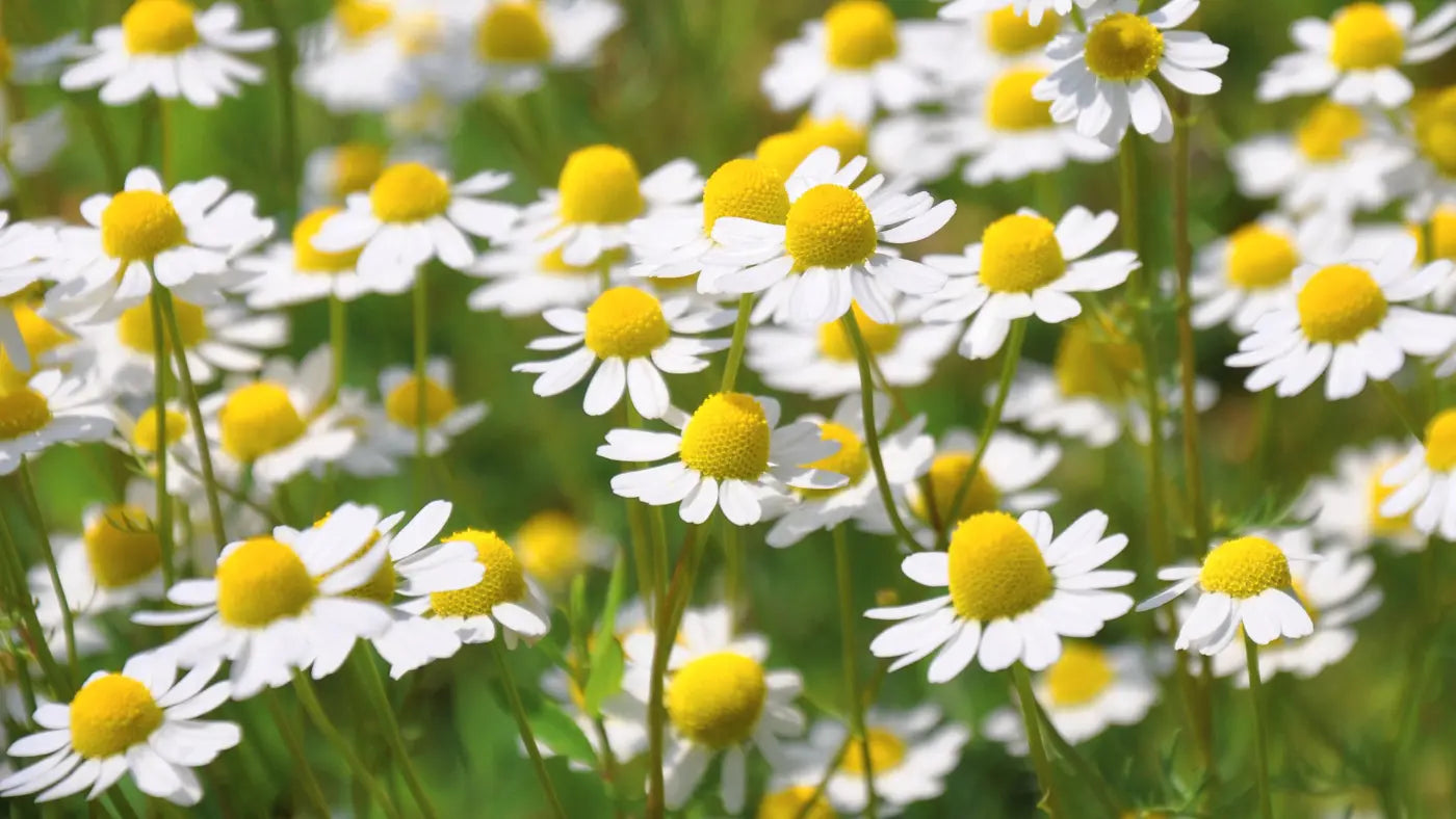 field of flowers