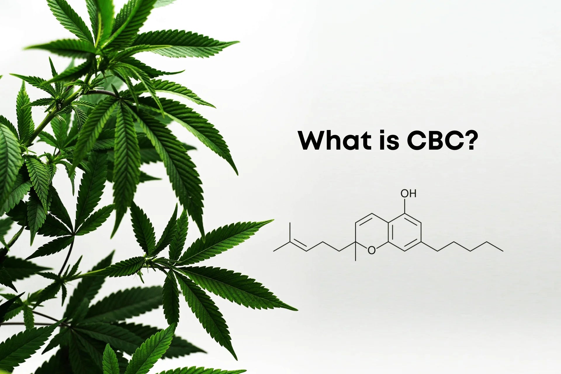 A brief introduction to CBC cannabinoid
