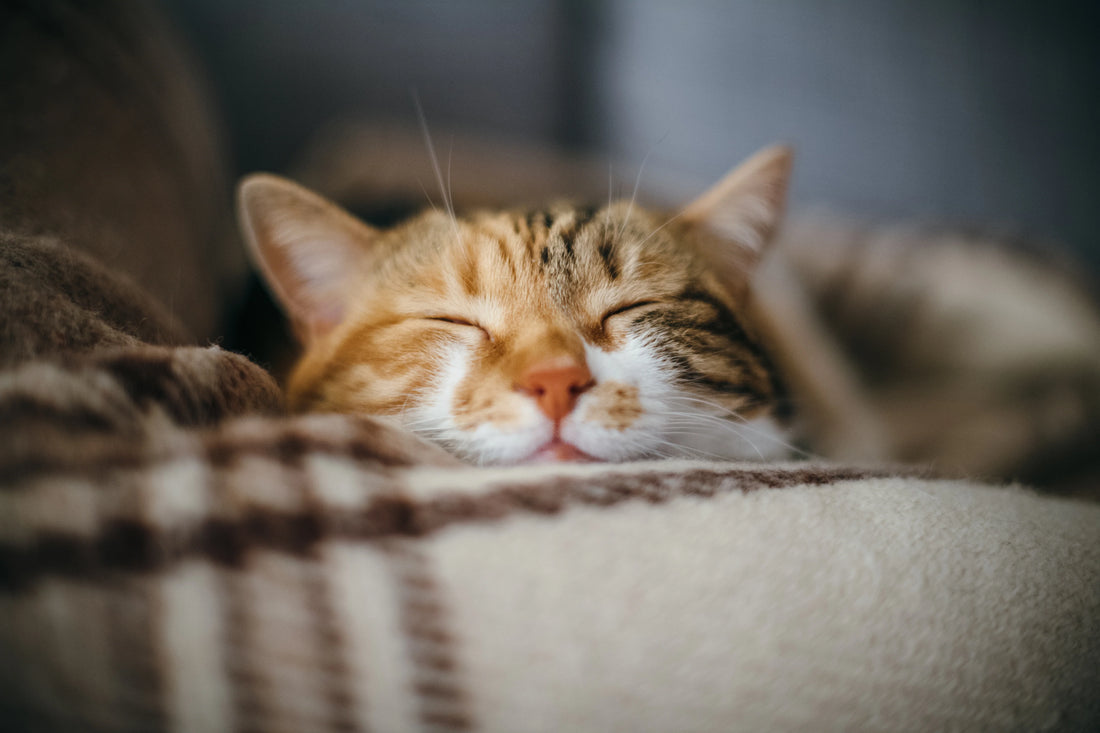 CBD for Cats