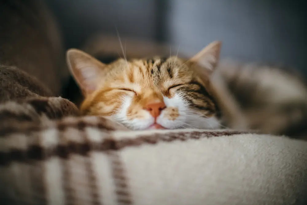 CBD for Cats