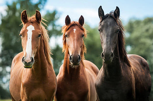 CBD for Horse