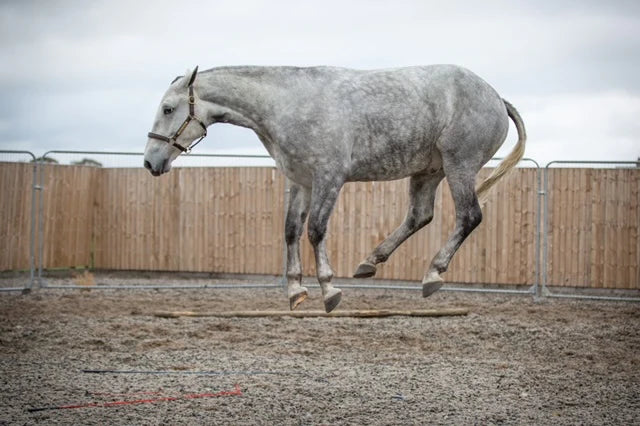 CBD for Horses