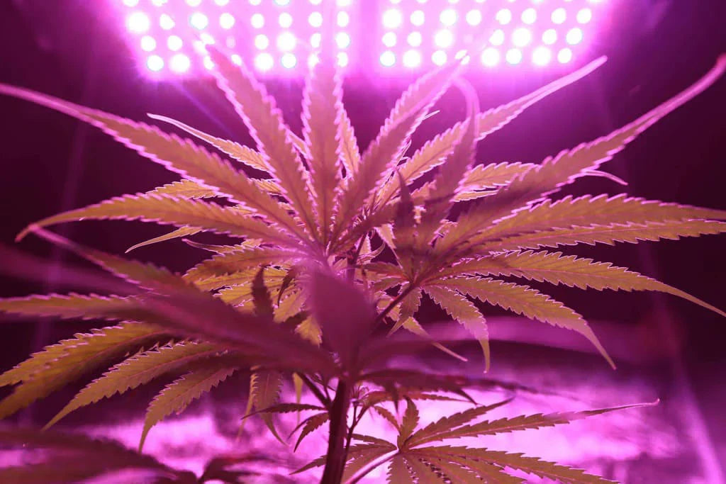 THC Detox: Safely Clearing Cannabis from Your System