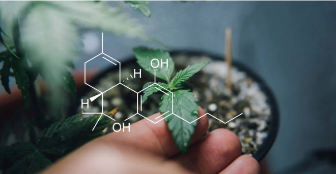 Endocannabinoid system