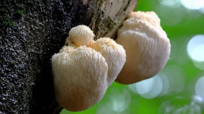 What is Lion's Mane