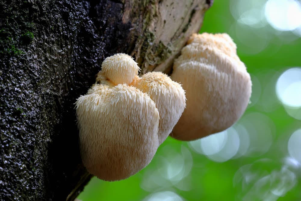 Lion's Mane mushrooms growing on tree bark