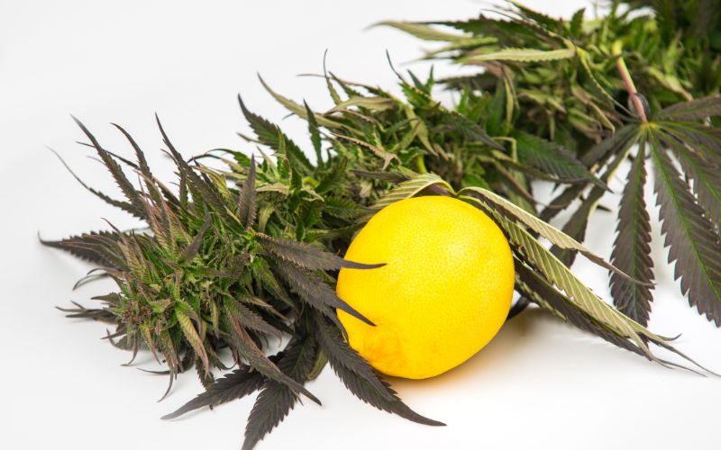 What are Terpenes?