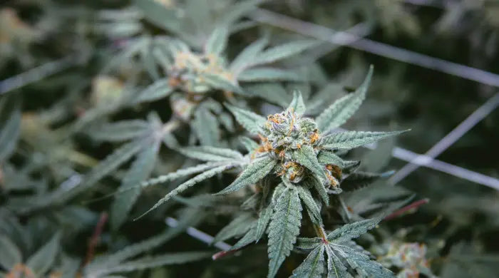 What’s the difference between CBD and medical cannabis?