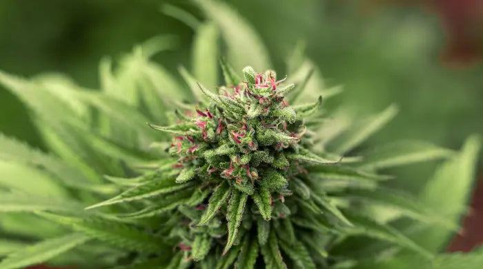 CBD flowers vs CBD oil: What's the difference?
