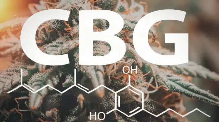 CBG Gummies vs CBG Oil – what’s the difference