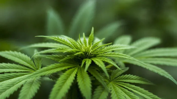 What is decarboxylation