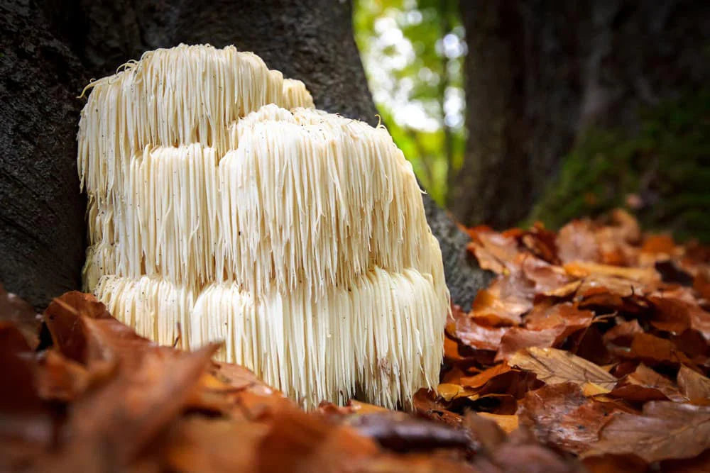 Lion's Mane Dosage