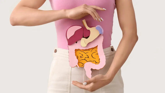 woman holding a cardboard digestive system 
