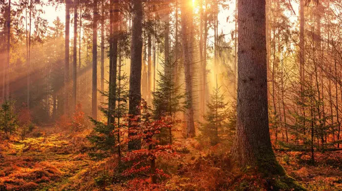 What is forest bathing