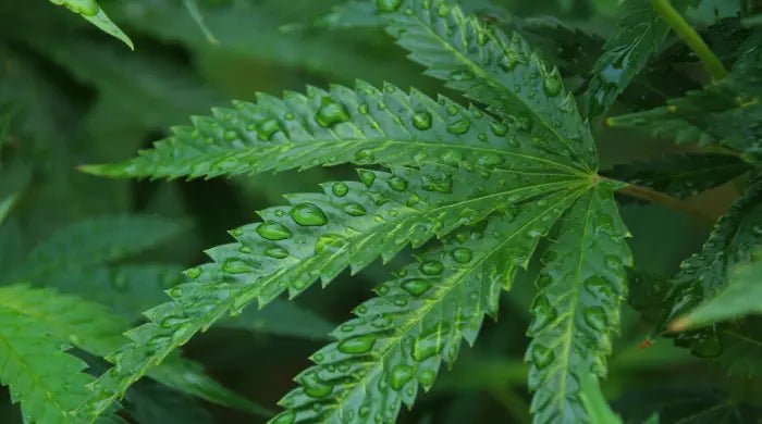 What is hemp? The difference between hemp, marijuana, and CBD