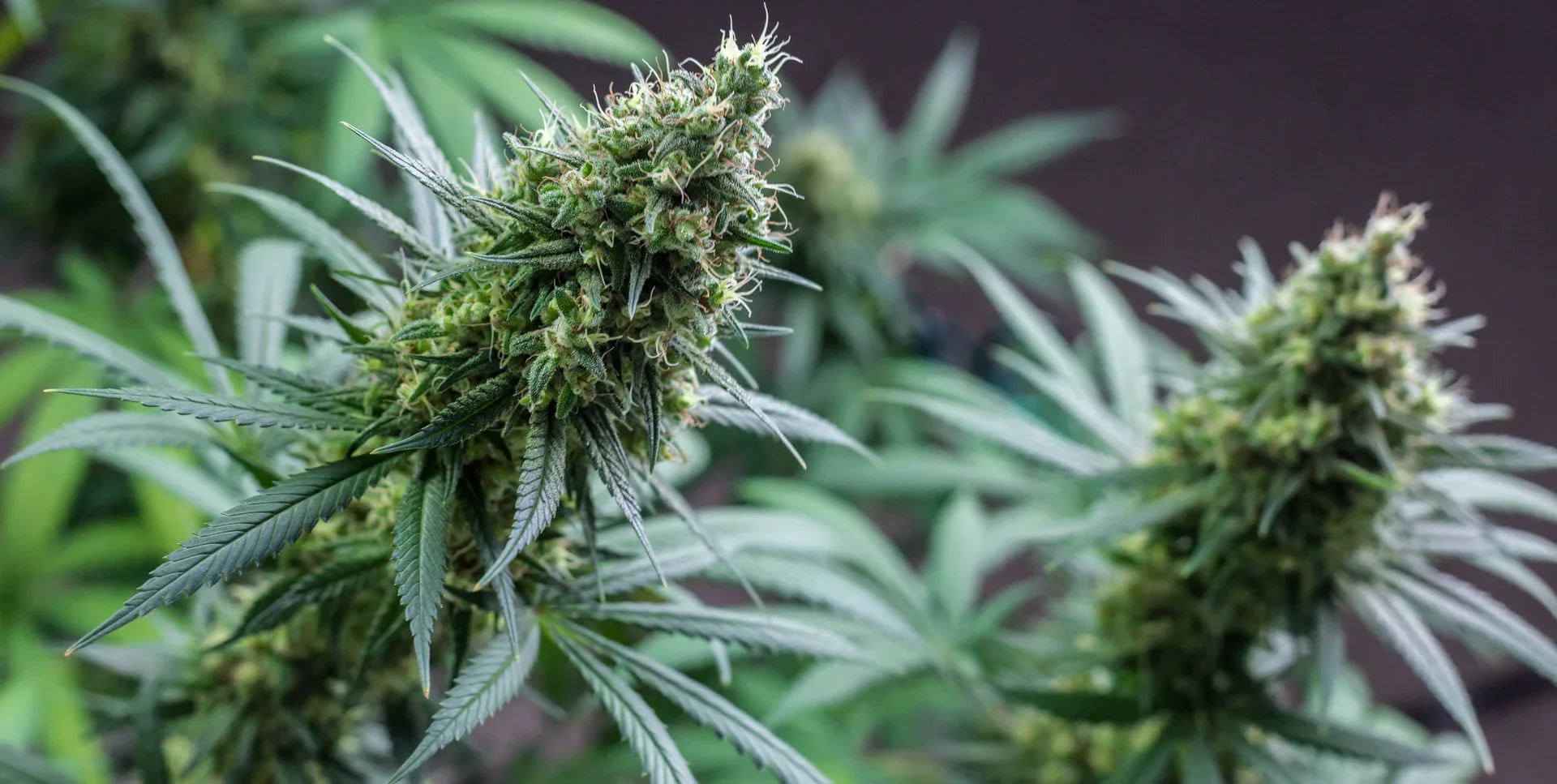 Liposomal vs Micellar CBD: What’s the difference?