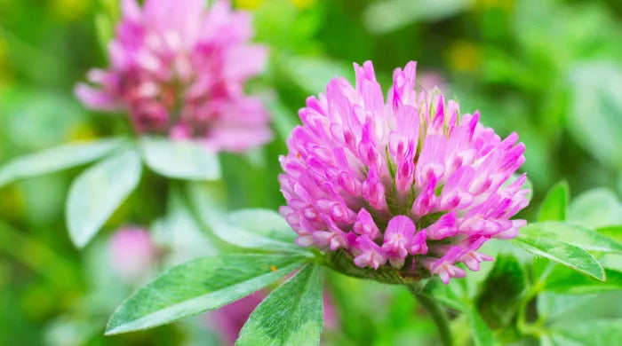 4 Natural Remedies for Menopause