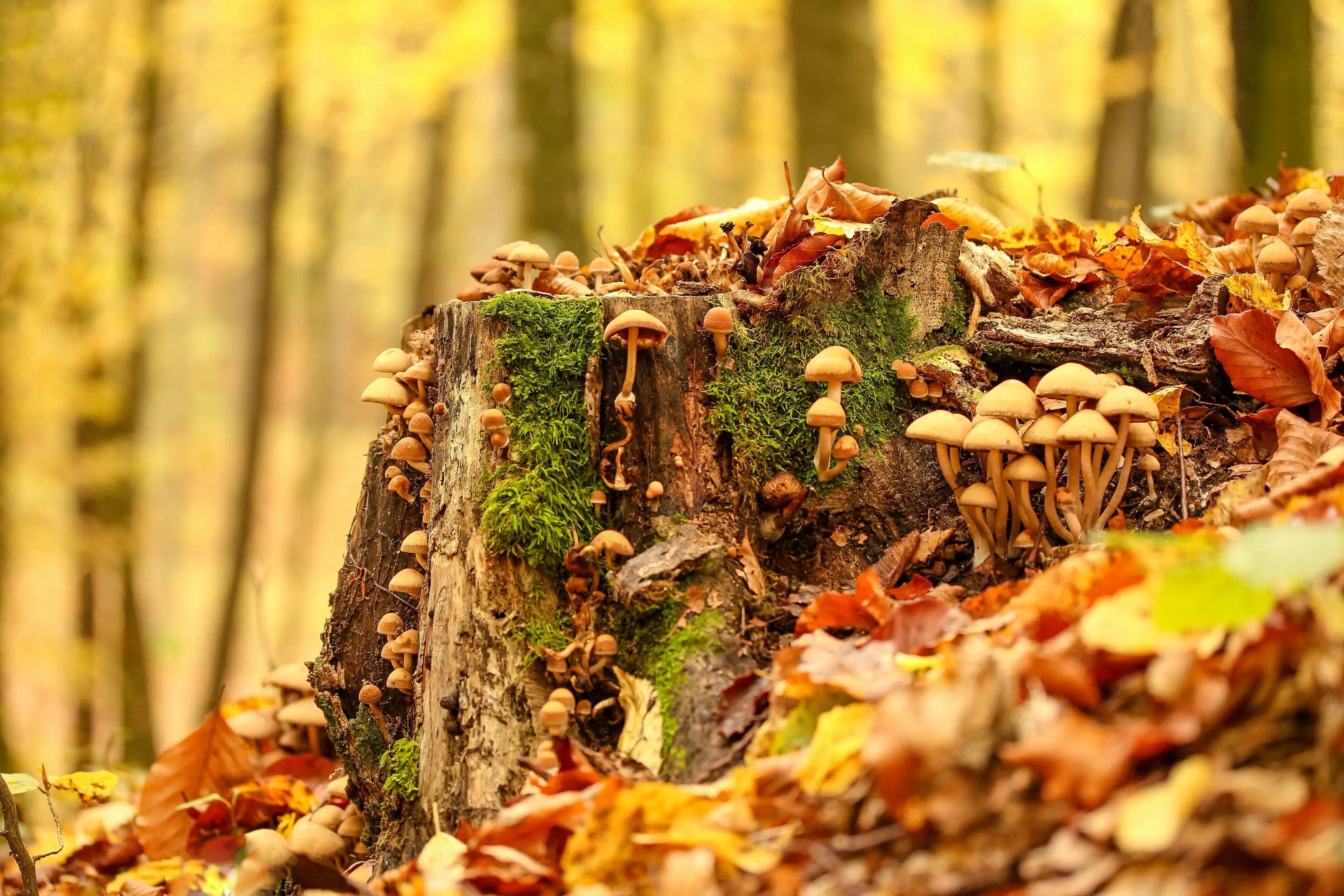 5 mushrooms you should know more about