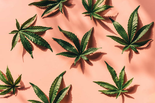 What does cannabis smell like?