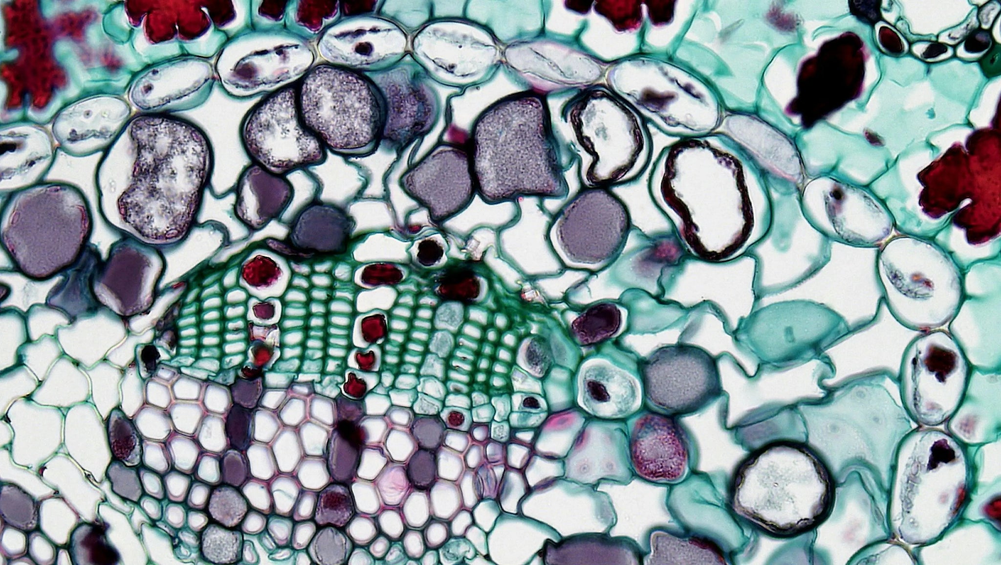 cells division under microscope
