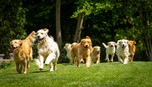 What is UC-II? Explore our Dog Joint Supplements
