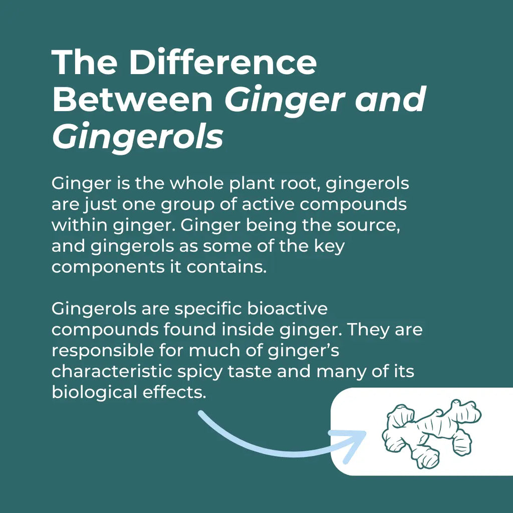 Text explaining the difference between ginger and gingerols on a teal background with a ginger root illustration.