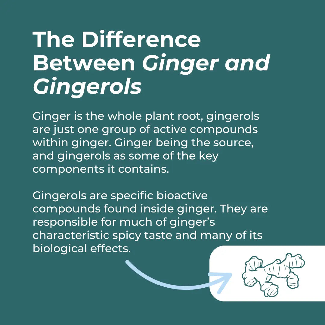 Text explaining the difference between ginger and gingerols on a teal background with a ginger root illustration.
