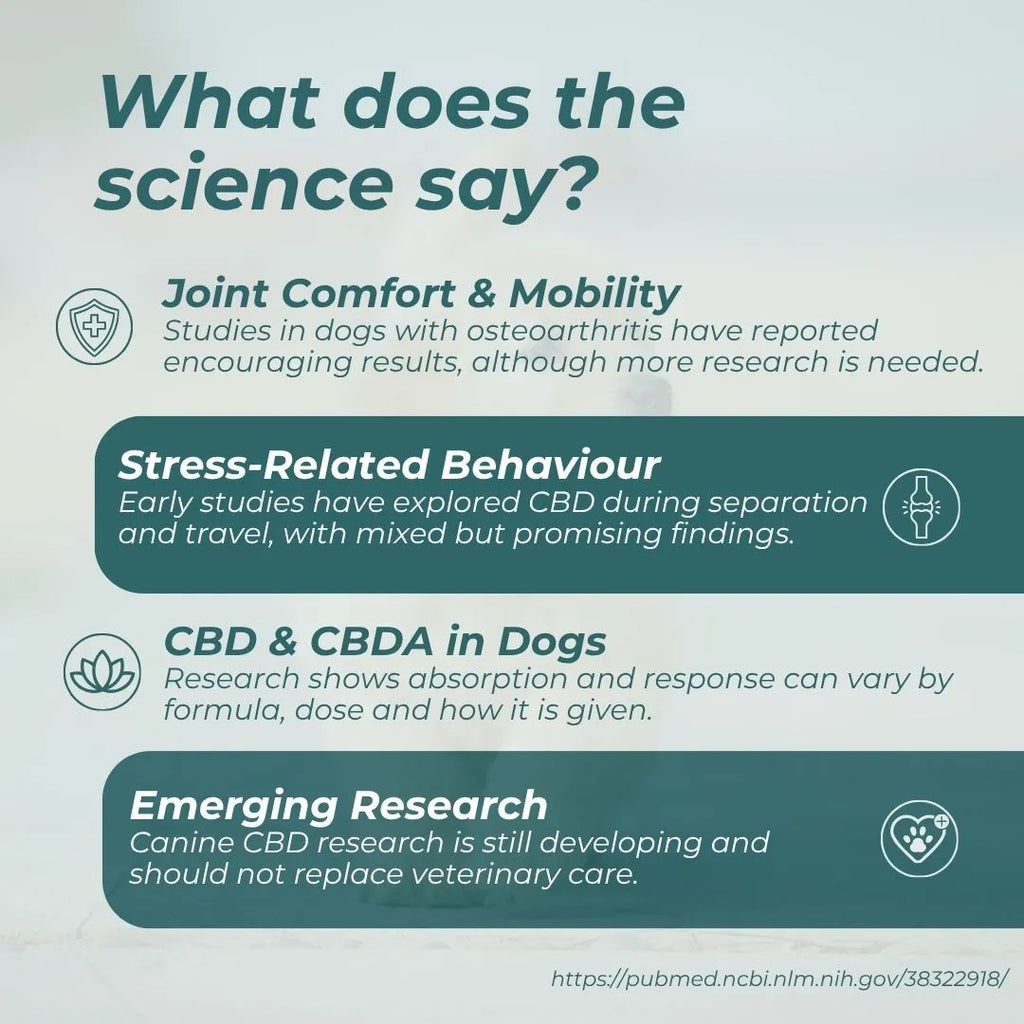 CBD Oil for Dogs