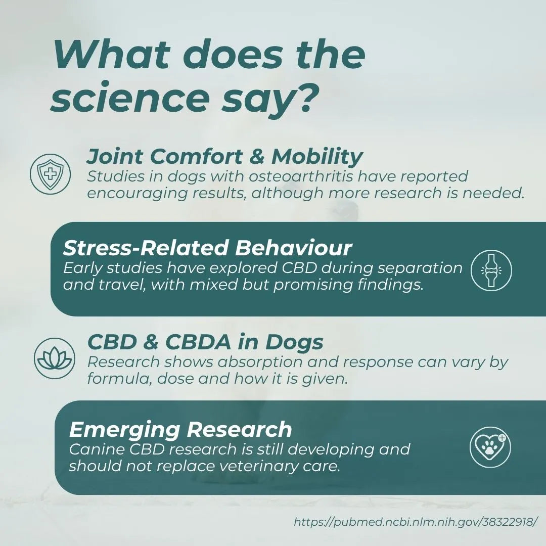 CBD Oil for Dogs