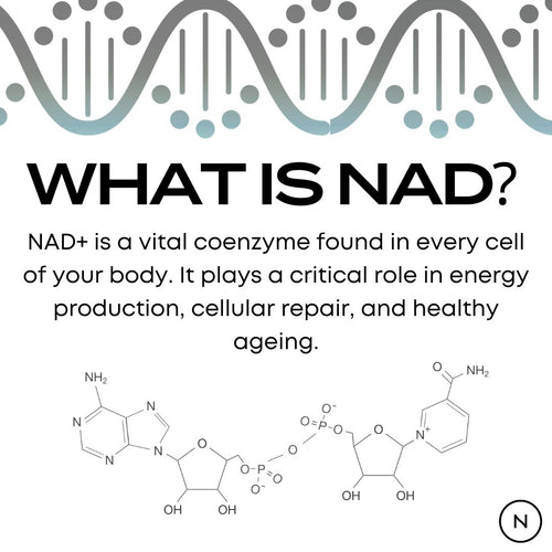 Infographic explaining the role of NAD+ in cellular repair and energy, with chemical structures displayed.
